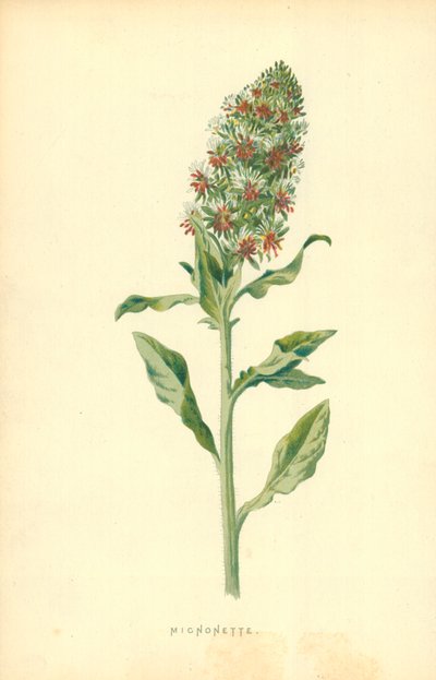 Mignonette af Frederick Edward Hulme