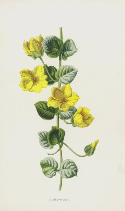 Moneywort (chromolitho) af Frederick Edward Hulme