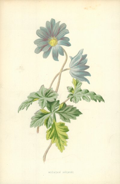 Bjerganemone af Frederick Edward Hulme