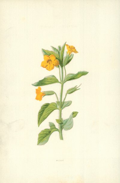 Musk af Frederick Edward Hulme
