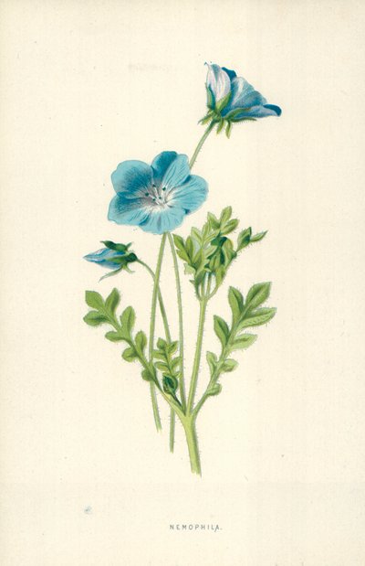 Nemophila af Frederick Edward Hulme