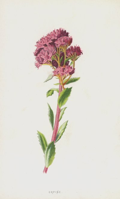 Orpin (chromolitho) af Frederick Edward Hulme