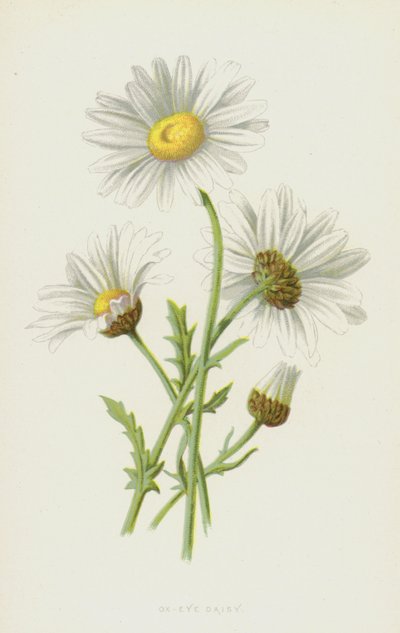 Ox-Eye Daisy (chromolitho) af Frederick Edward Hulme