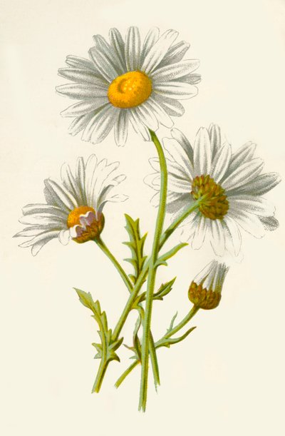 Ox-Eye Daisy, 1877. af Frederick Edward Hulme