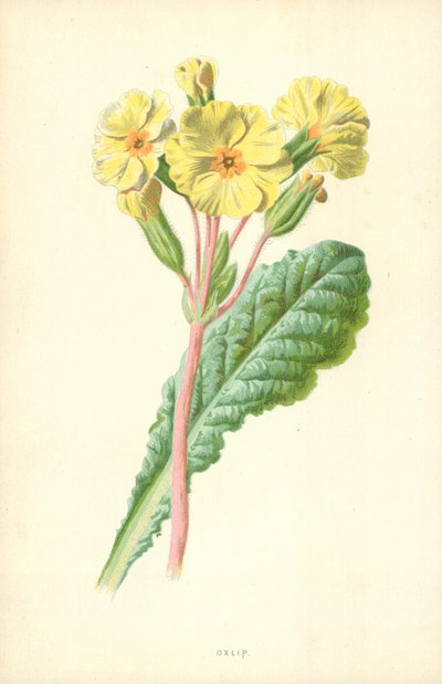 Oxlip af Frederick Edward Hulme