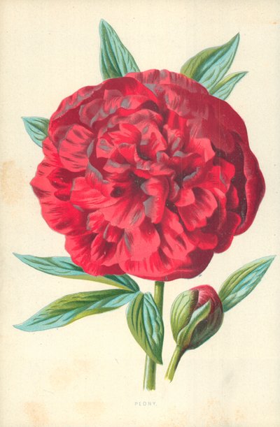 Pæon af Frederick Edward Hulme
