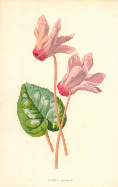 Persisk Cyclamen af Frederick Edward Hulme