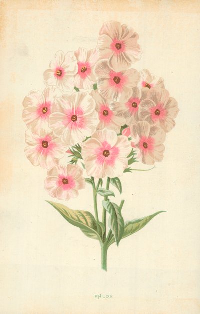Phlox af Frederick Edward Hulme