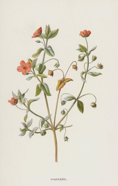 Pimpernel (chromolitho) af Frederick Edward Hulme