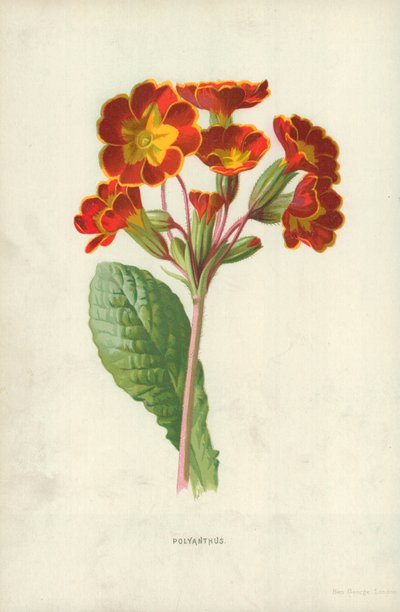 Polyanthus af Frederick Edward Hulme