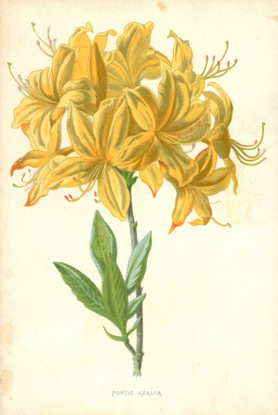 Pontic Azalia af Frederick Edward Hulme