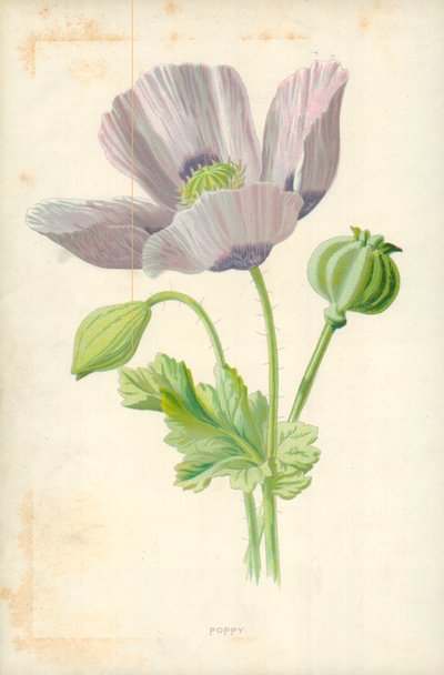 Valmue af Frederick Edward Hulme