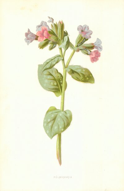 Pulmonaria af Frederick Edward Hulme
