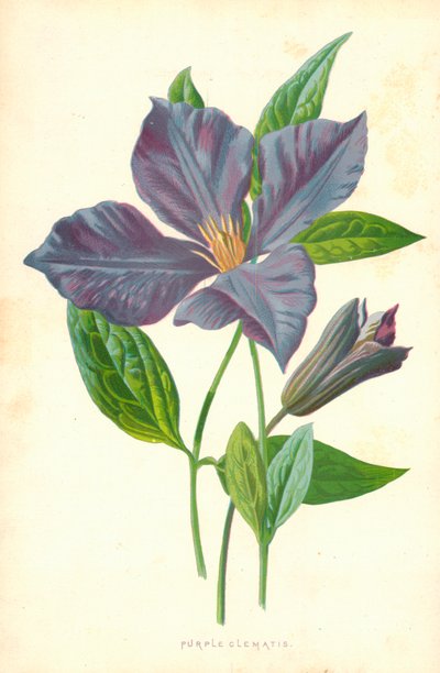 Lilla Clematis af Frederick Edward Hulme