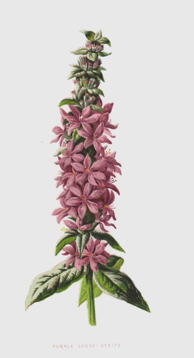 Purple Loose-Strife (chromolitho) af Frederick Edward Hulme
