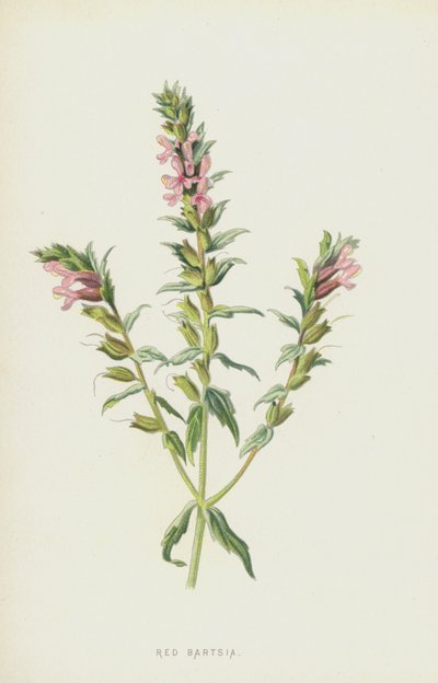 Rød Bartsia (chromolitho) af Frederick Edward Hulme