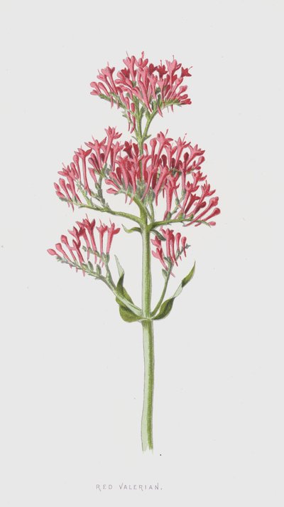Rød baldrian (chromolitho) af Frederick Edward Hulme