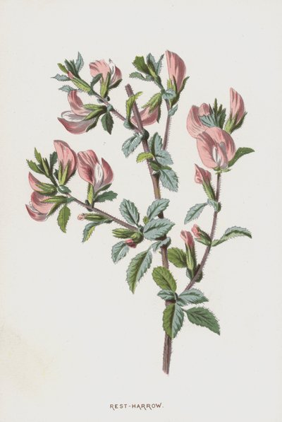 Rest-harve (chromolitho) af Frederick Edward Hulme