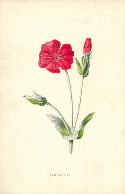 Rose Campion af Frederick Edward Hulme