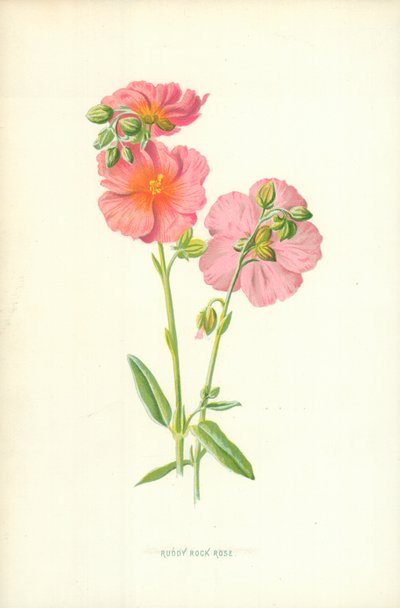 Ruddy Rock Rose af Frederick Edward Hulme