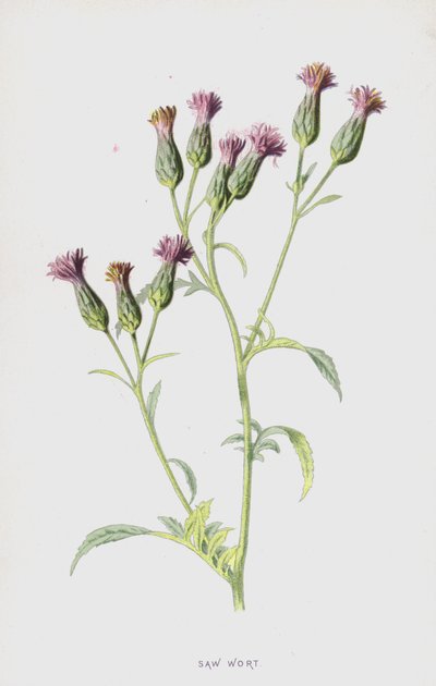 Savurt (chromolitho) af Frederick Edward Hulme