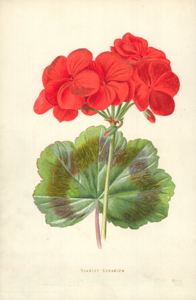 Scarlet geranium af Frederick Edward Hulme