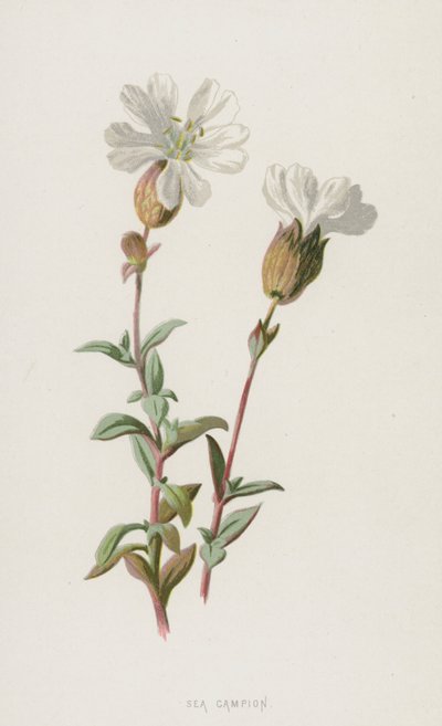 Sea Campion (chromolitho) af Frederick Edward Hulme