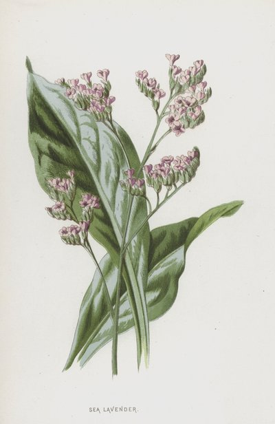 Hav lavendel (chromolitho) af Frederick Edward Hulme