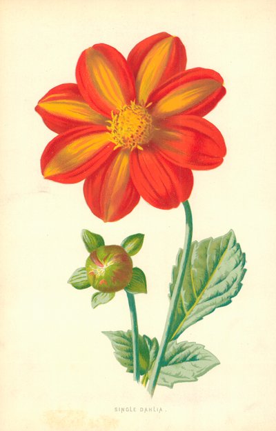 Single Dahlia af Frederick Edward Hulme