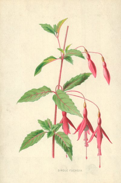 Single Fuchsia af Frederick Edward Hulme