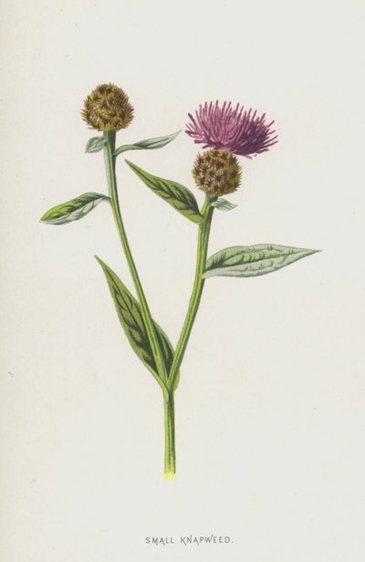 Lille napweed (chromolitho) af Frederick Edward Hulme