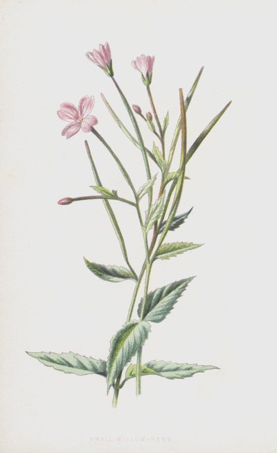 Lille pileurt (chromolitho) af Frederick Edward Hulme