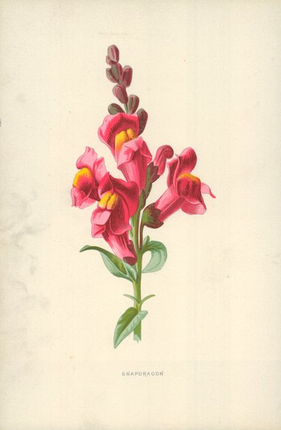 Snapdragon af Frederick Edward Hulme