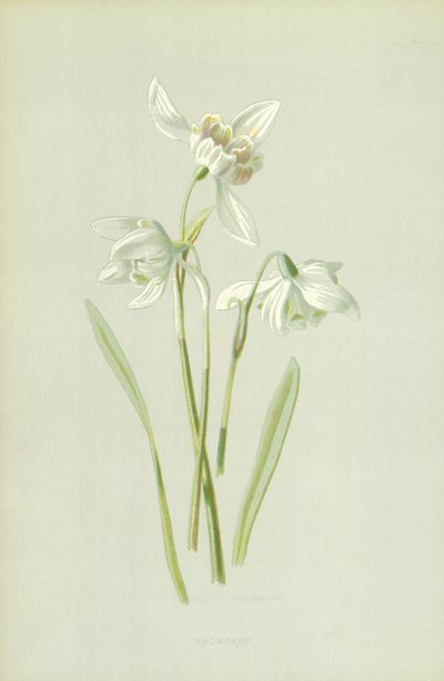 Vintergæk af Frederick Edward Hulme