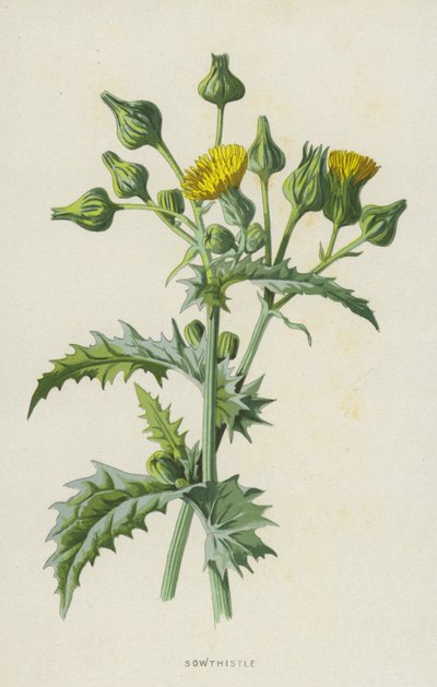 Sothistle (chromolitho) af Frederick Edward Hulme
