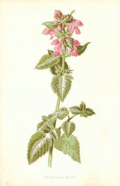 Plettet Død Nælde af Frederick Edward Hulme