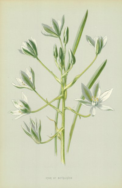 Bethlehems stjerne af Frederick Edward Hulme