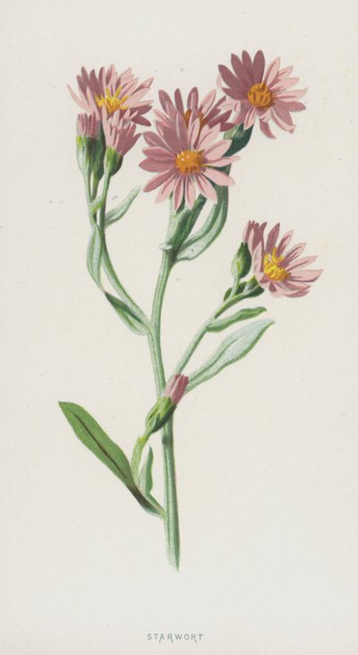 Starwort (chromolitho) af Frederick Edward Hulme