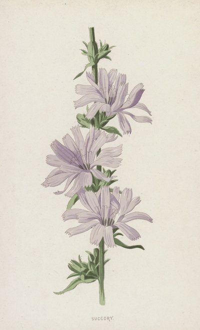 Succory (chromolitho) af Frederick Edward Hulme