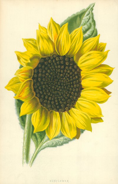 Solsikke af Frederick Edward Hulme