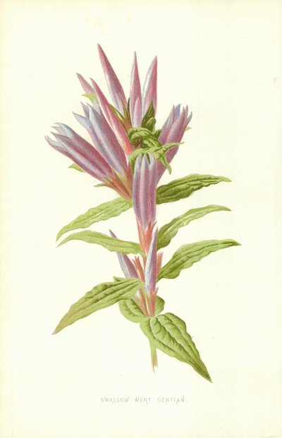 Svaleurt ensian af Frederick Edward Hulme