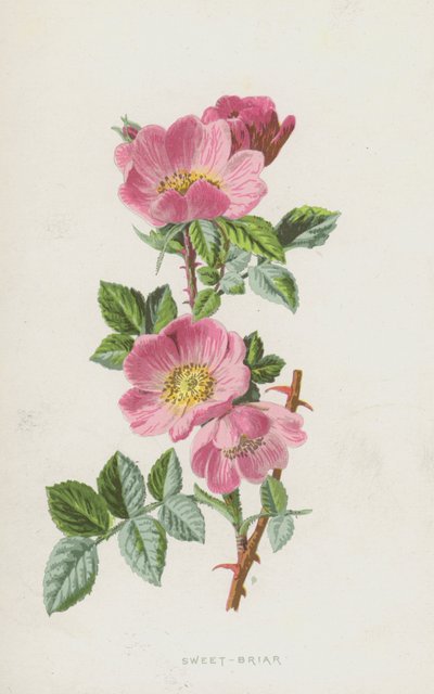 Sweet-Briar (chromolitho) af Frederick Edward Hulme