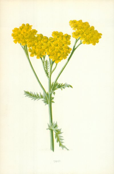 Tansy af Frederick Edward Hulme
