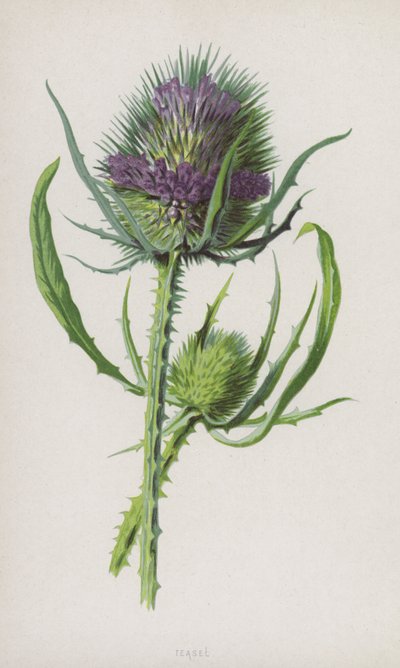 Teasel (chromolitho) af Frederick Edward Hulme