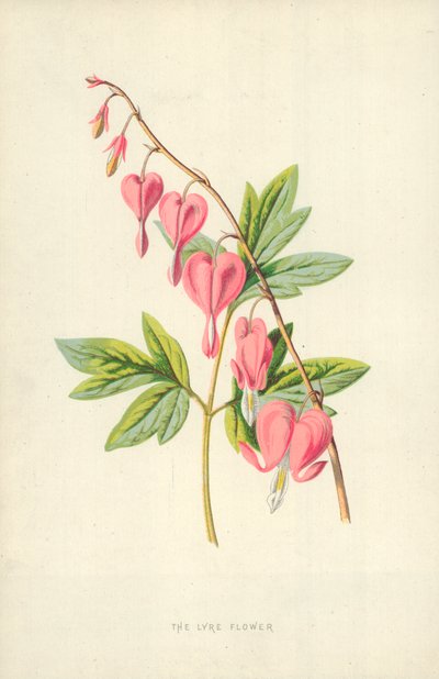 Lyreblomsten af Frederick Edward Hulme