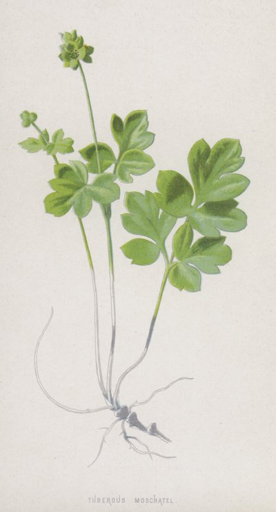 Knoldmoschatel (chromolitho) af Frederick Edward Hulme