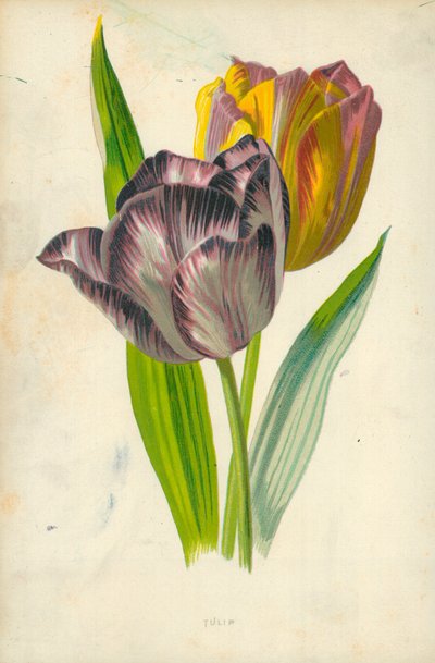 Tulipan af Frederick Edward Hulme