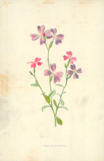 Virginian aktie af Frederick Edward Hulme