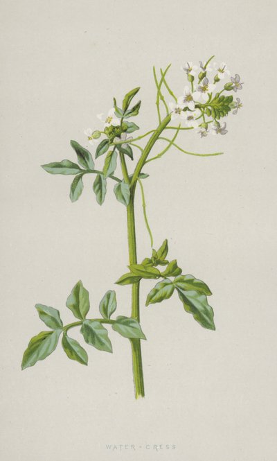 Vandkarse (chromolitho) af Frederick Edward Hulme