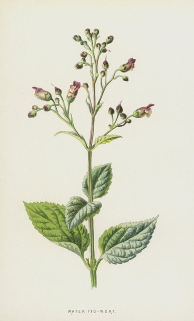 Vand figenurt (chromolitho) af Frederick Edward Hulme